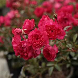 Rosa Fairy Rouge - rdeča - Pokrovne vrtnice